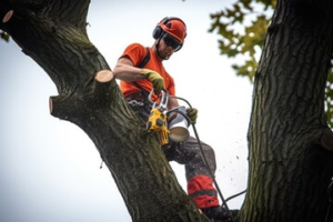 tree experts